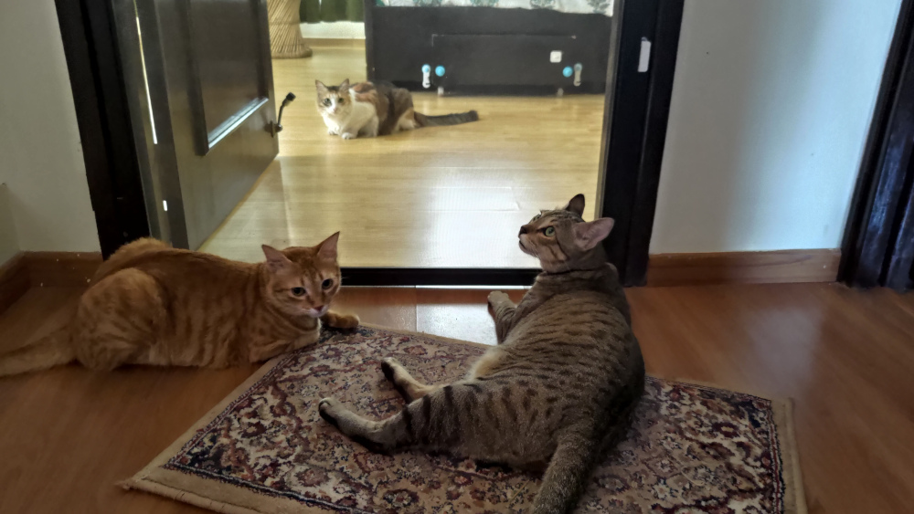 Cat Family