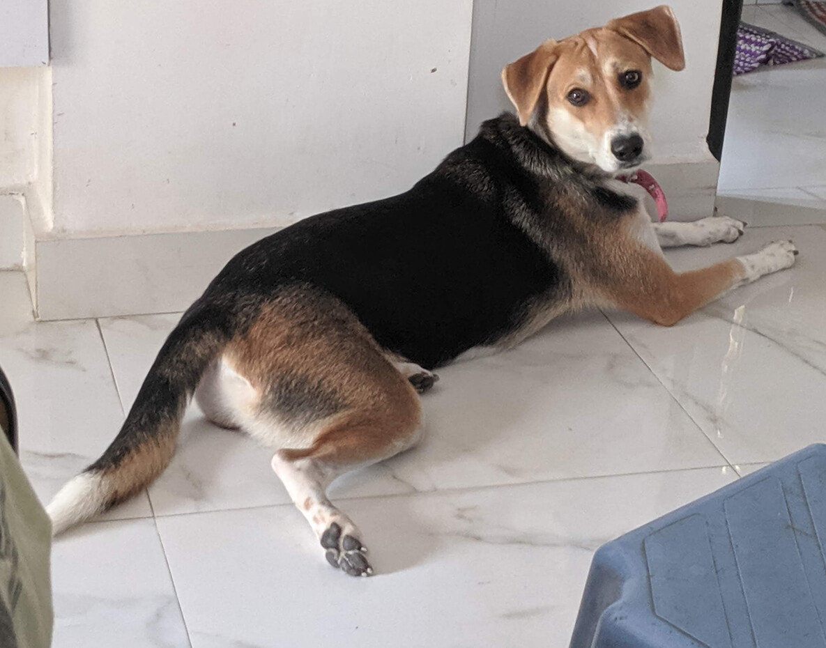 Subbi